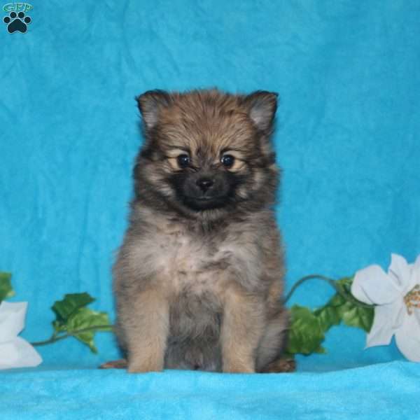 Baxter, Pomeranian Puppy